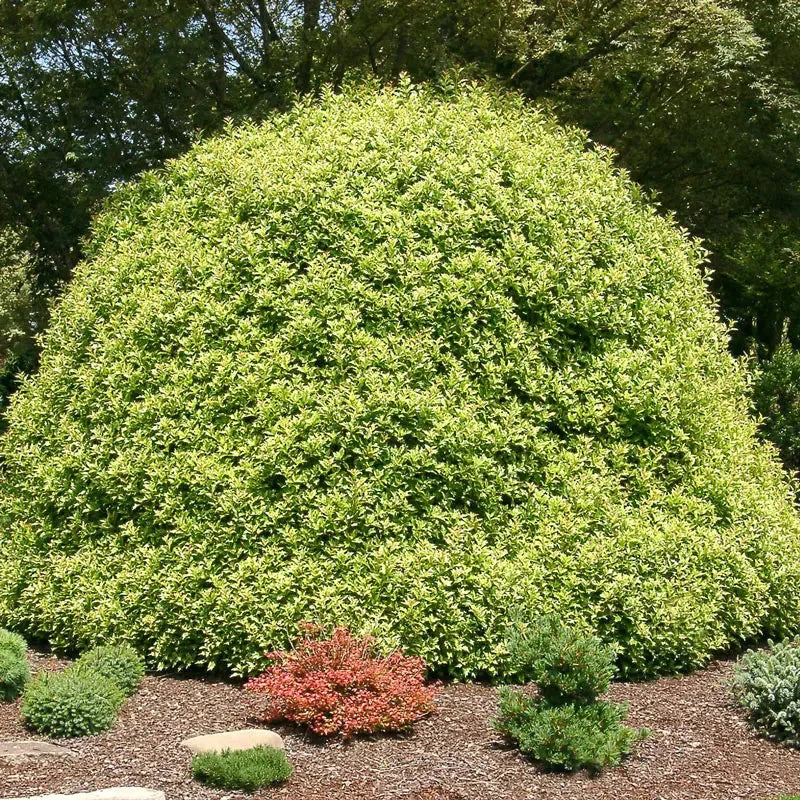 Ba6 Osmanthus Goshiki Variegated False Holly - View 17 from www redcrocus com