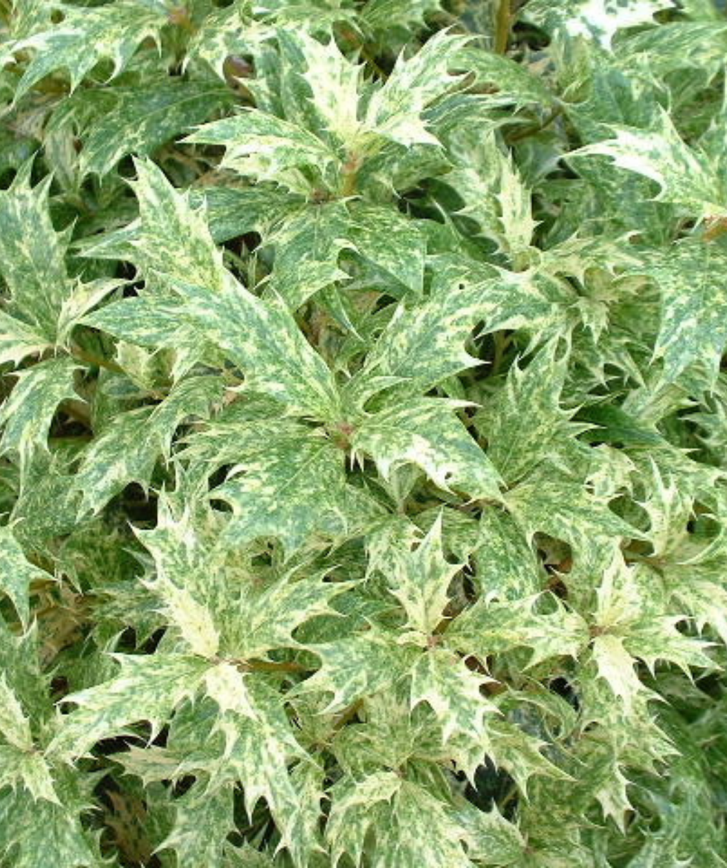 Ba6 Osmanthus Goshiki Variegated False Holly - View 22 from www redcrocus com