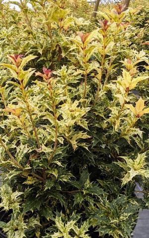 Ba6 Osmanthus Goshiki Variegated False Holly - View 24 from www redcrocus com