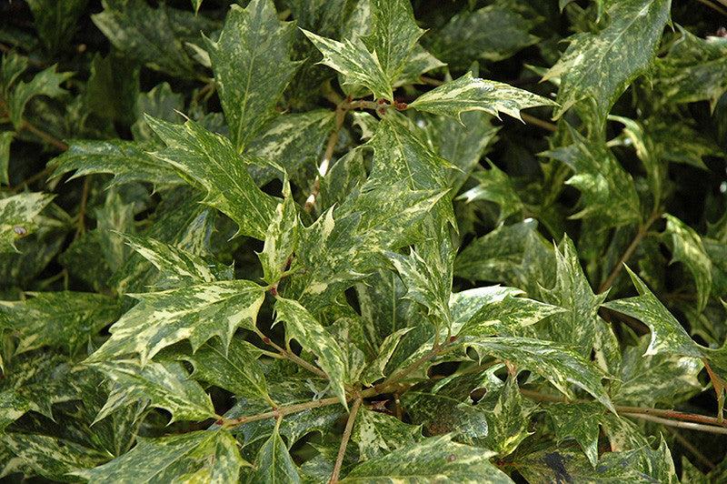 Ba6 Osmanthus Goshiki Variegated False Holly - View 26 from www redcrocus com