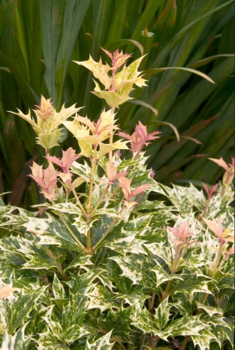 Ba6 Osmanthus Goshiki Variegated False Holly - View 27 from www redcrocus com