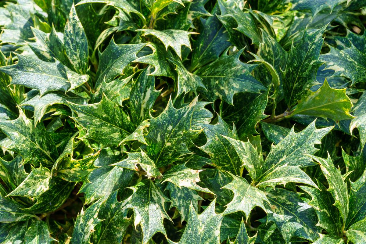 Ba6 Osmanthus Goshiki Variegated False Holly - View 32 from www redcrocus com