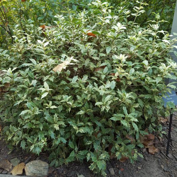 Ba6 Osmanthus Goshiki Variegated False Holly - View 33 from www redcrocus com