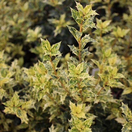 Ba6 Osmanthus Goshiki Variegated False Holly - View 34 from www redcrocus com