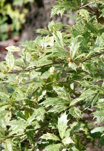Ba6 Osmanthus Goshiki Variegated False Holly - View 37 from www redcrocus com