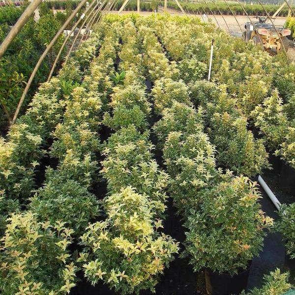 Ba6 Osmanthus Goshiki Variegated False Holly - View 38 from www redcrocus com