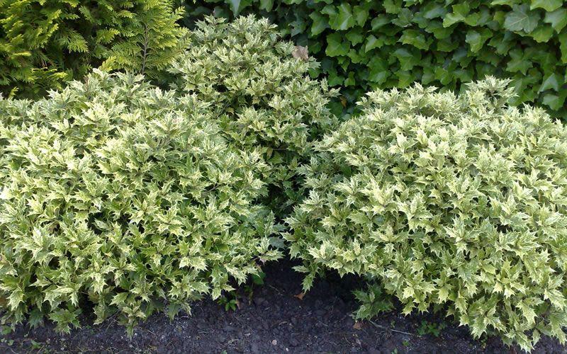 Ba6 Osmanthus Goshiki Variegated False Holly - View 3 from www redcrocus com
