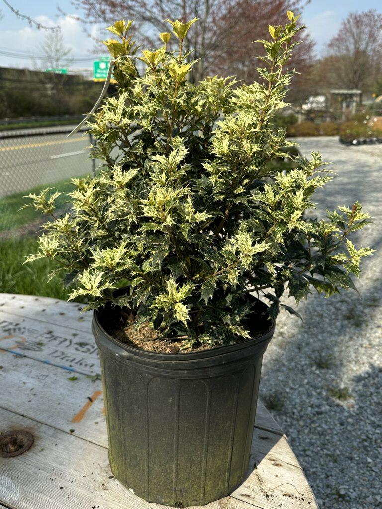 Ba6 Osmanthus Goshiki Variegated False Holly - View 6 from www redcrocus com