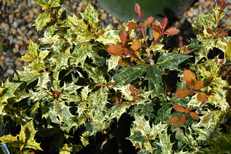 Ba6 Osmanthus Goshiki Variegated False Holly - View 7 from www redcrocus com