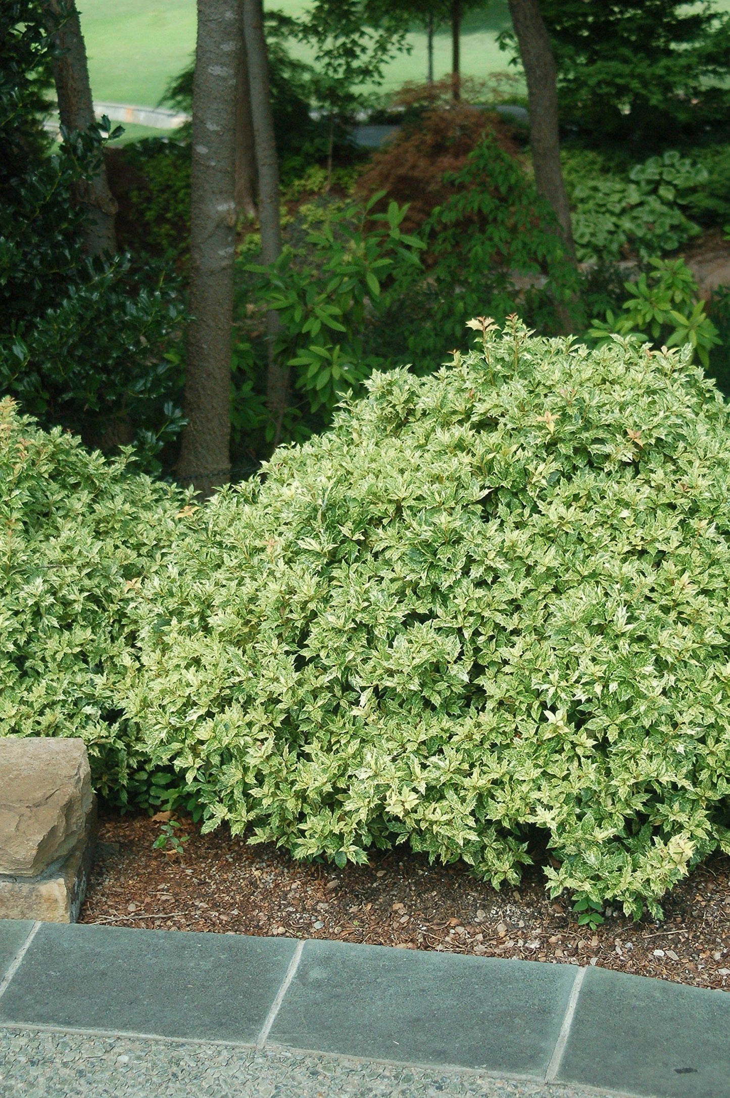 Ba6 Osmanthus Goshiki Variegated False Holly - View 8 from www redcrocus com