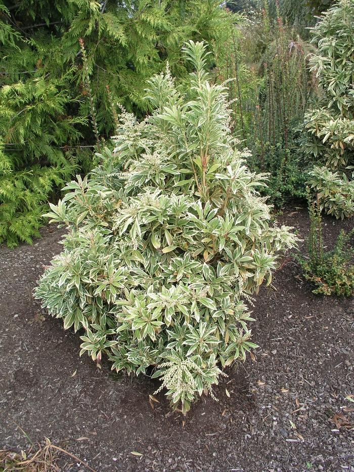C03 Pieris Variegata Sold Out - View 12 from www redcrocus com