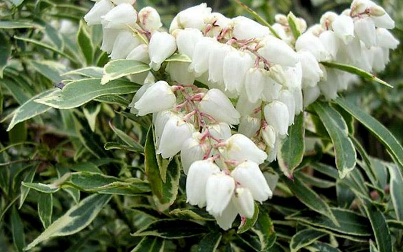 C03 Pieris Variegata Sold Out - View 13 from www redcrocus com