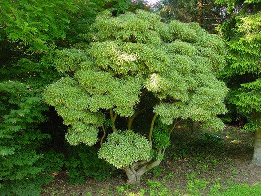 C03 Pieris Variegata Sold Out - View 16 from www redcrocus com