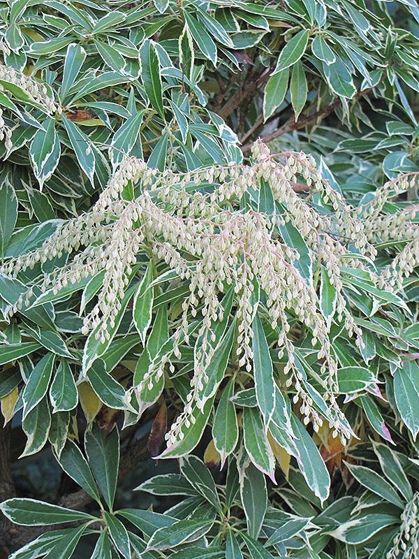 C03 Pieris Variegata Sold Out - View 18 from www redcrocus com
