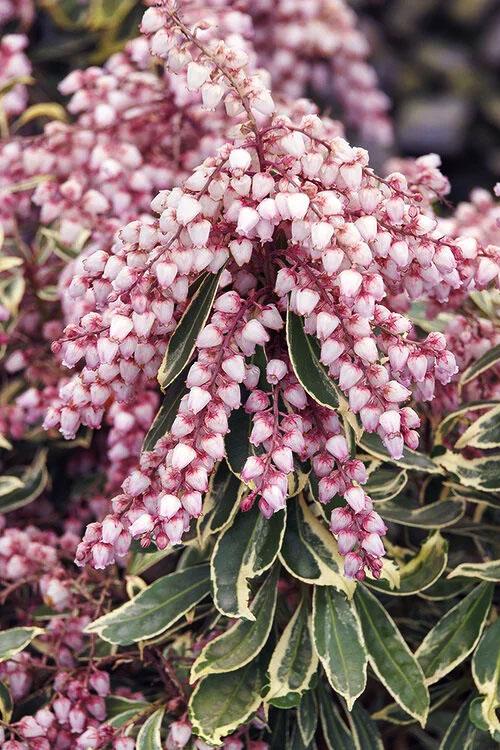 C03 Pieris Variegata Sold Out - View 20 from www redcrocus com