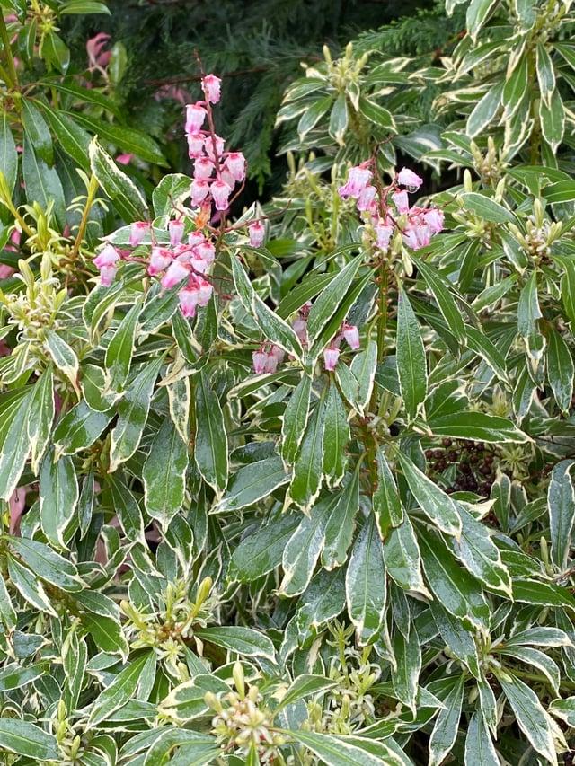 C03 Pieris Variegata Sold Out - View 21 from www redcrocus com