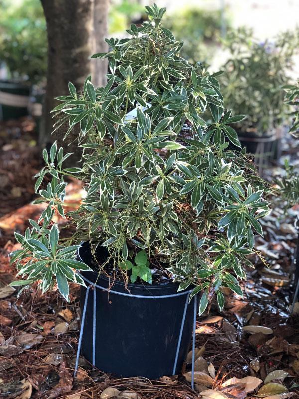 C03 Pieris Variegata Sold Out - View 22 from www redcrocus com