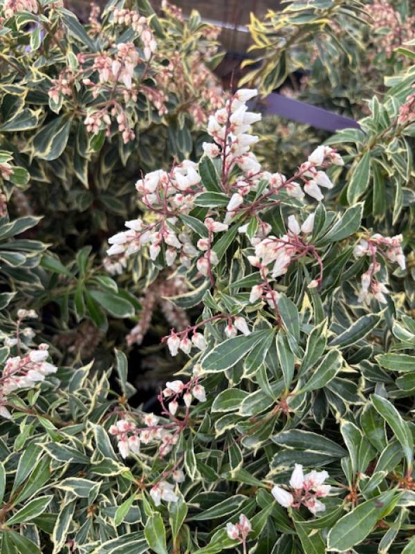 C03 Pieris Variegata Sold Out - View 23 from www redcrocus com