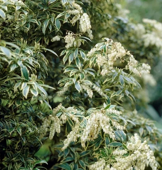 C03 Pieris Variegata Sold Out - View 24 from www redcrocus com