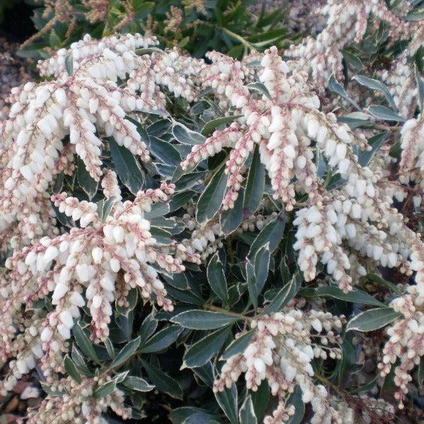 C03 Pieris Variegata Sold Out - View 25 from www redcrocus com