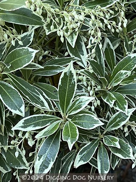 C03 Pieris Variegata Sold Out - View 27 from www redcrocus com