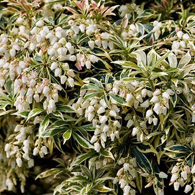 C03 Pieris Variegata Sold Out - View 28 from www redcrocus com