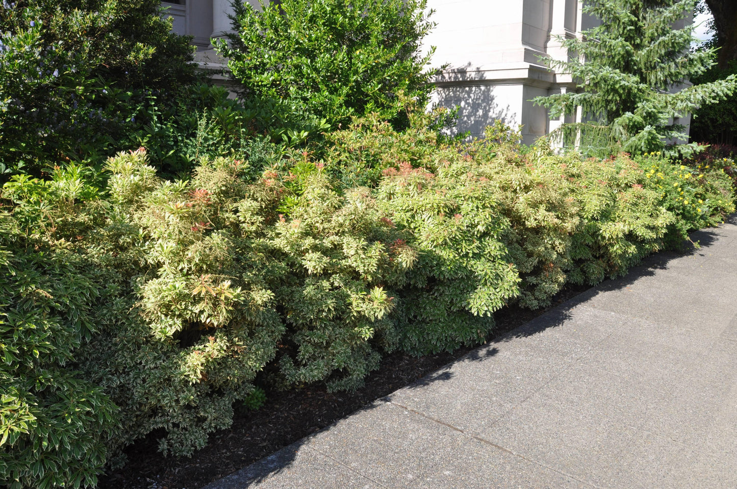 C03 Pieris Variegata Sold Out - View 29 from www redcrocus com