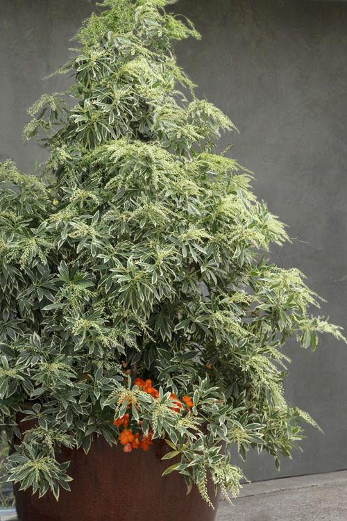 C03 Pieris Variegata Sold Out - View 2 from www redcrocus com