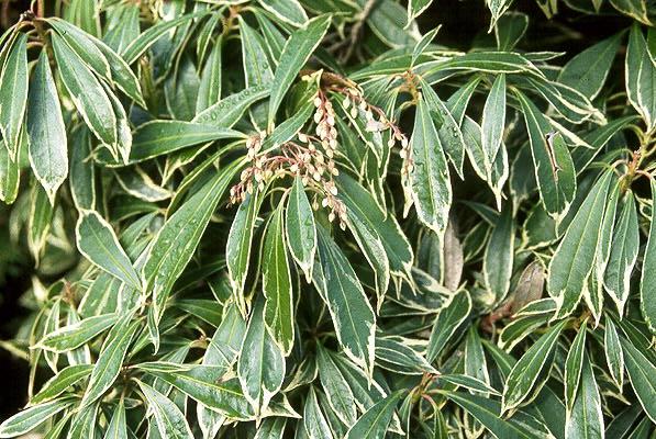 C03 Pieris Variegata Sold Out - View 30 from www redcrocus com