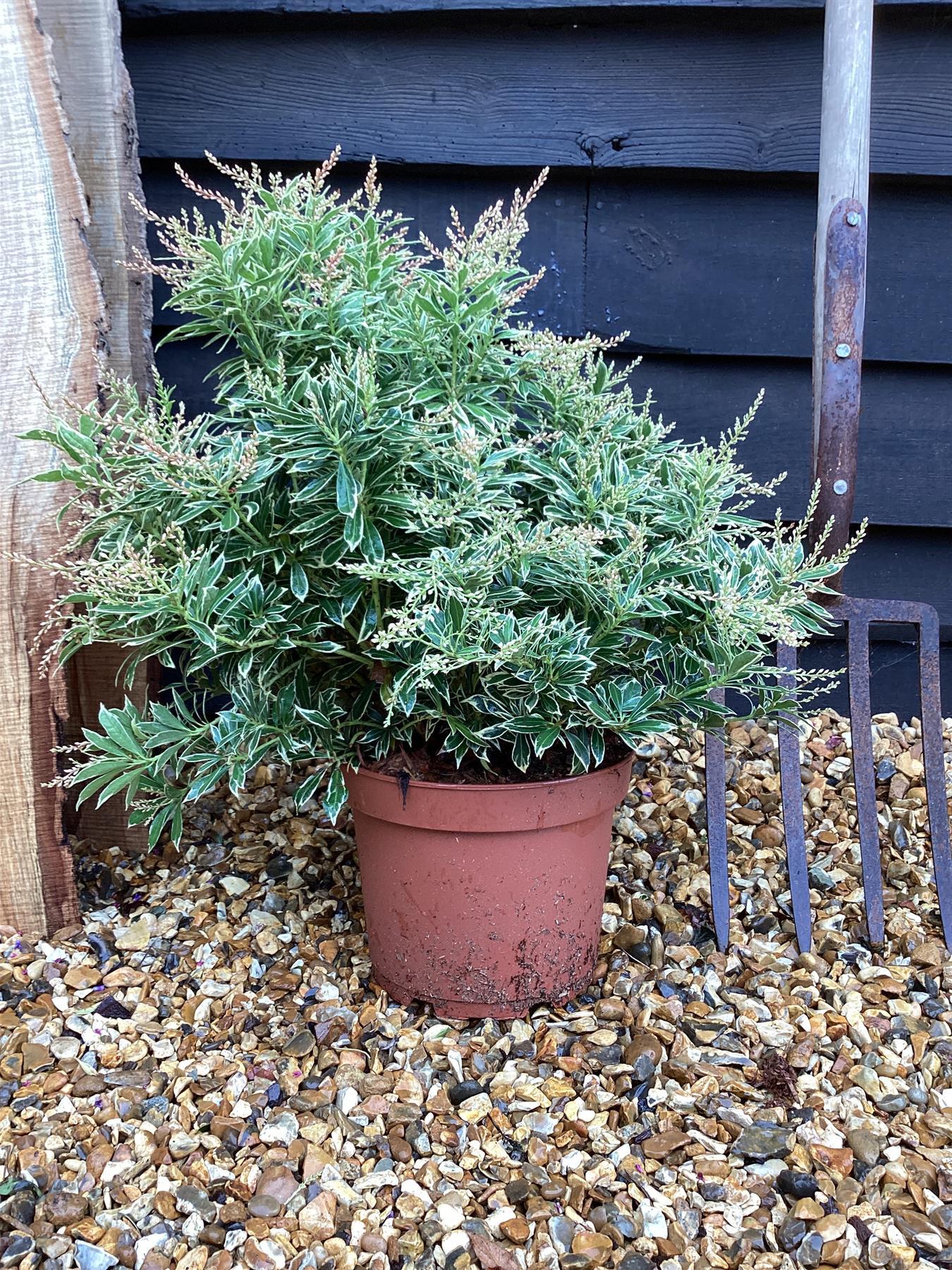 C03 Pieris Variegata Sold Out - View 32 from www redcrocus com