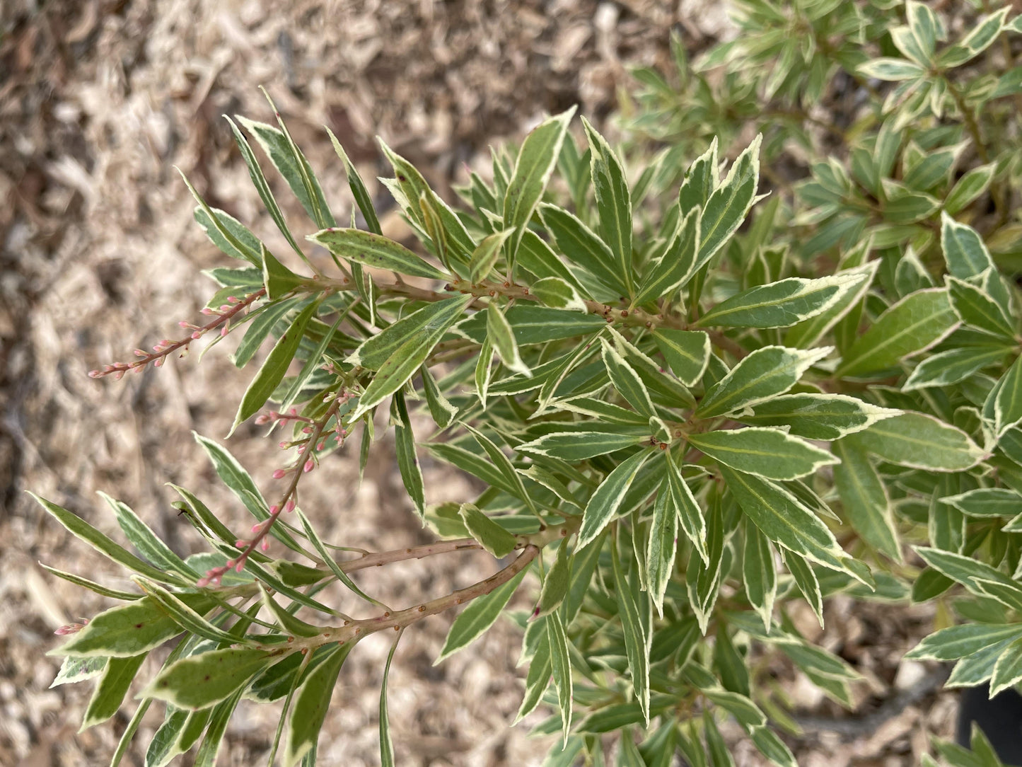 C03 Pieris Variegata Sold Out - View 33 from www redcrocus com