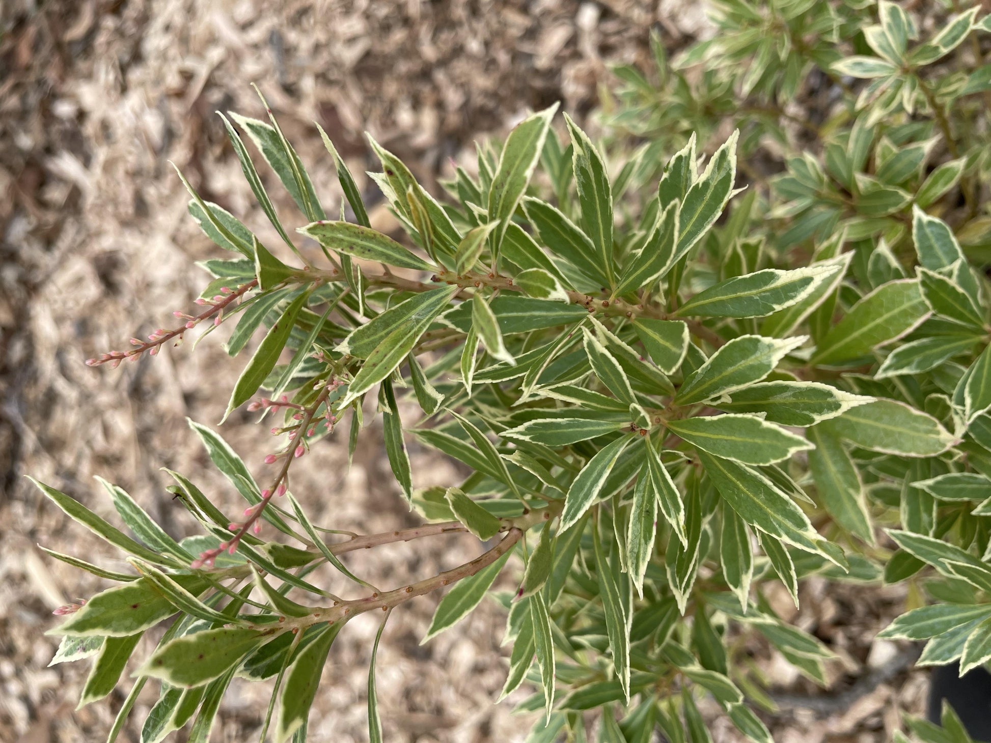 C03 Pieris Variegata Sold Out - View 33 from www redcrocus com