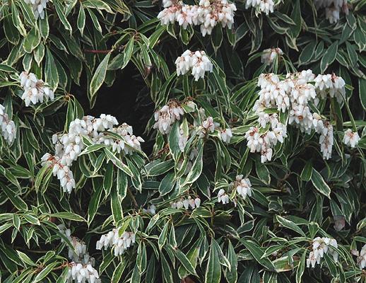 C03 Pieris Variegata Sold Out - View 34 from www redcrocus com