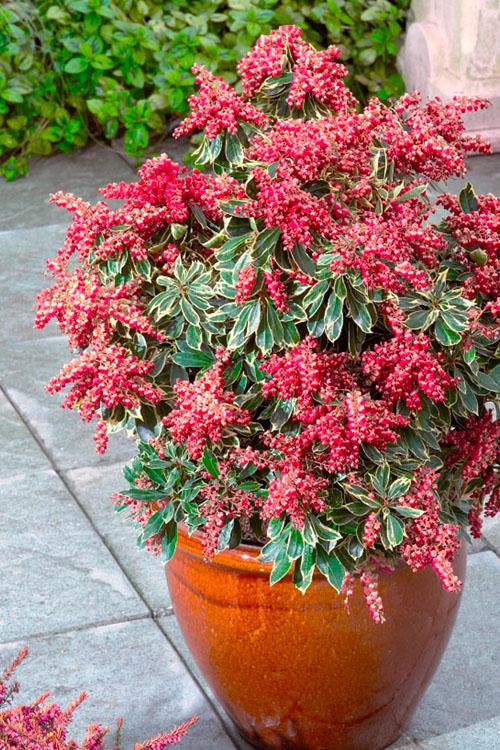 C03 Pieris Variegata Sold Out - View 35 from www redcrocus com