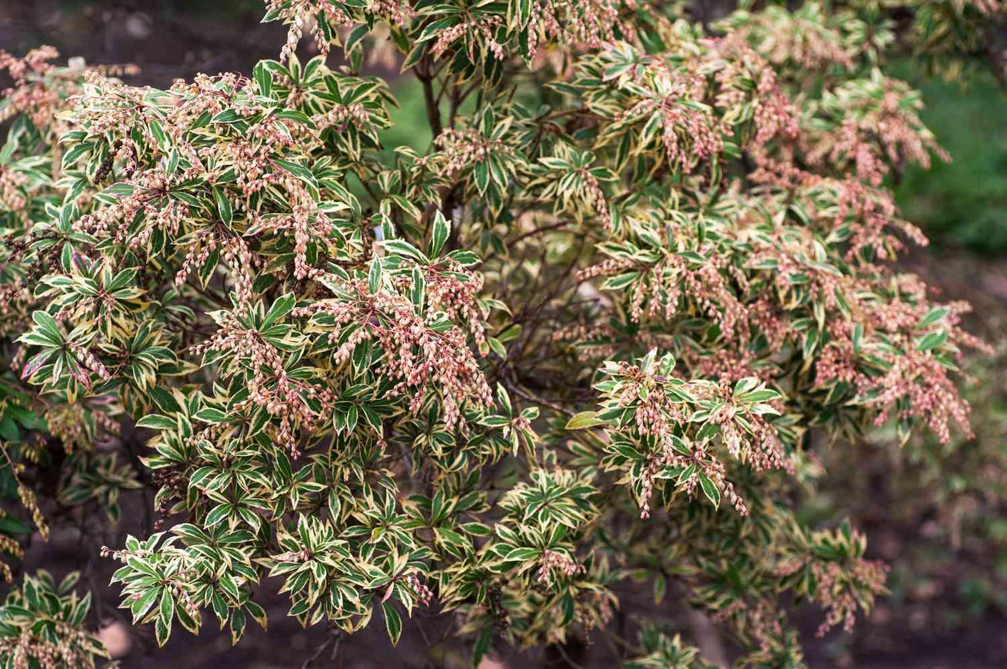C03 Pieris Variegata Sold Out - View 37 from www redcrocus com