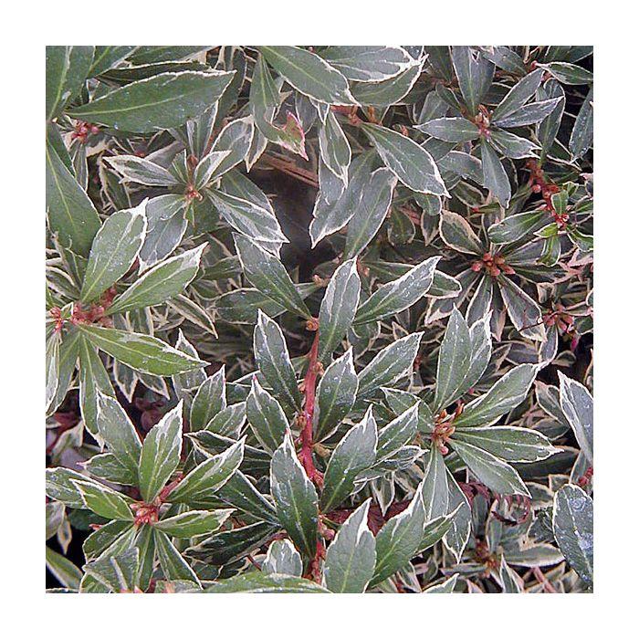 C03 Pieris Variegata Sold Out - View 39 from www redcrocus com