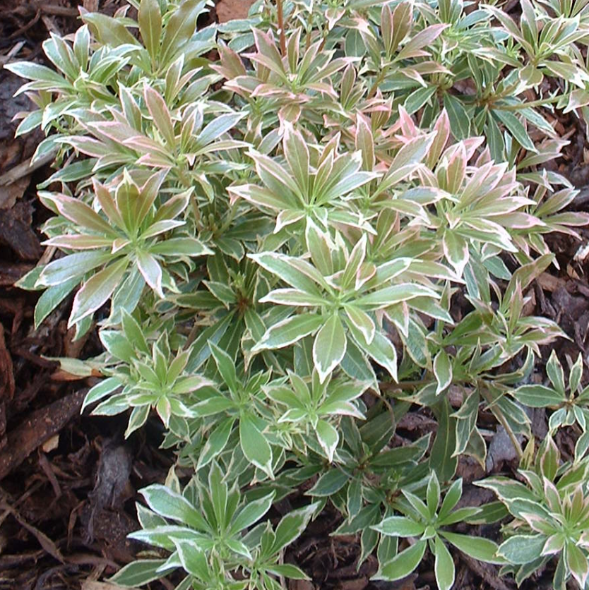 C03 Pieris Variegata Sold Out - View 4 from www redcrocus com