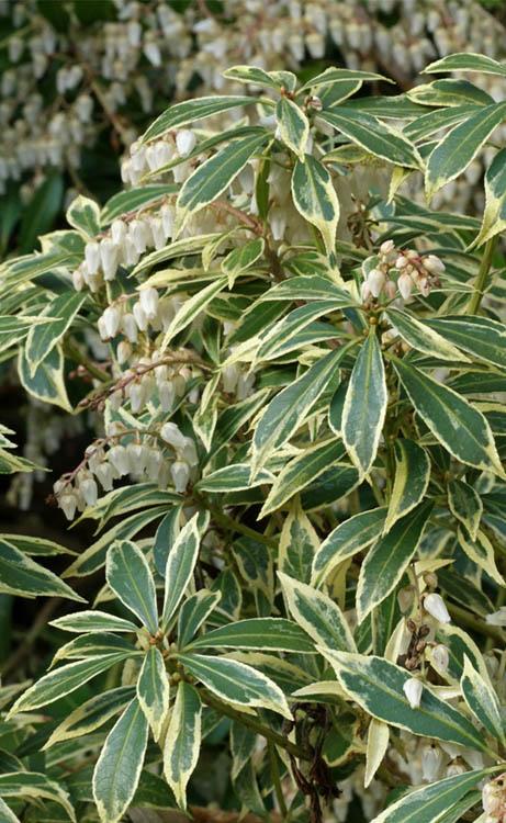 C03 Pieris Variegata Sold Out - View 7 from www redcrocus com