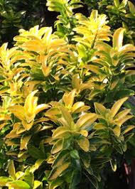 RedCrocus Green Spire Japanese Euonymus Live Plant (Euonymus japonicus 'Green Spire') – Narrow Columnar Evergreen for Hedges & Containers, Sun/Part Shade, Deer Resistant  2 Gallon Nursery Pot