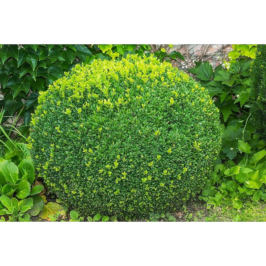 C3 Buxus Green Mountain Bush - View 15 from www redcrocus com