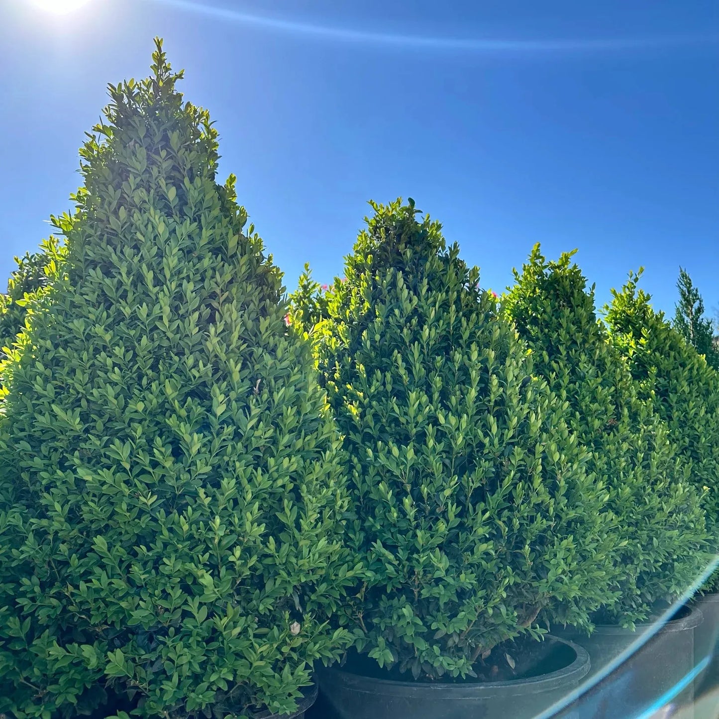 C3 Buxus Green Mountain Bush - View 17 from www redcrocus com