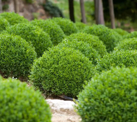 C3 Buxus Green Mountain Bush - View 34 from www redcrocus com