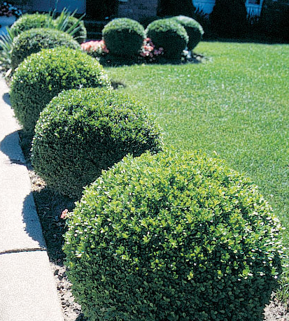 C3 Buxus Green Mountain Bush - View 8 from www redcrocus com