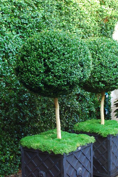 Buxus Variegata Topiary Standard Topiary - View 10 from www redcrocus com