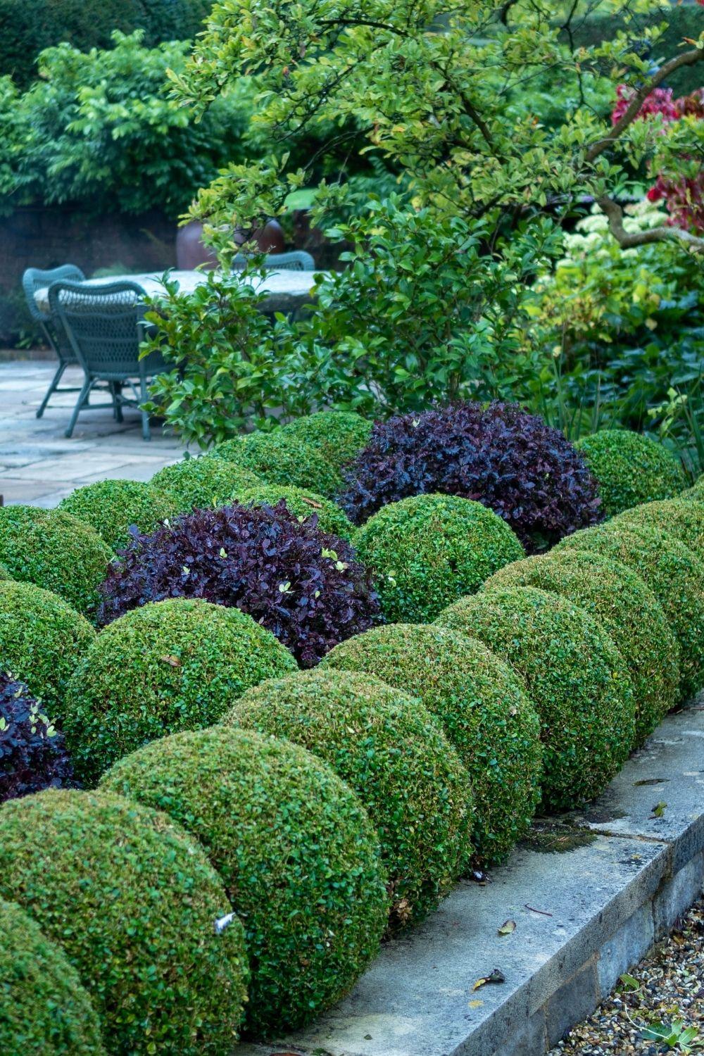 Buxus Variegata Topiary Standard Topiary - View 25 from www redcrocus com