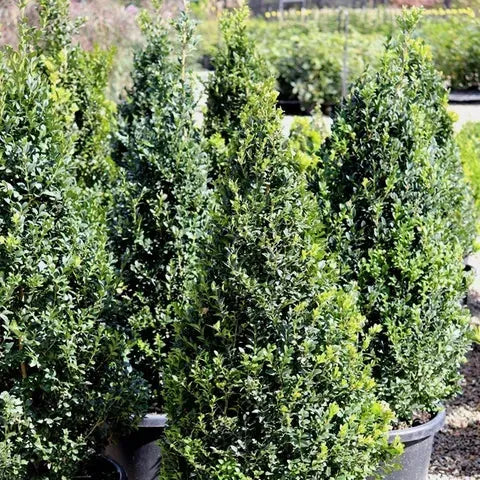 Buxus Variegata Topiary Standard Topiary - View 28 from www redcrocus com