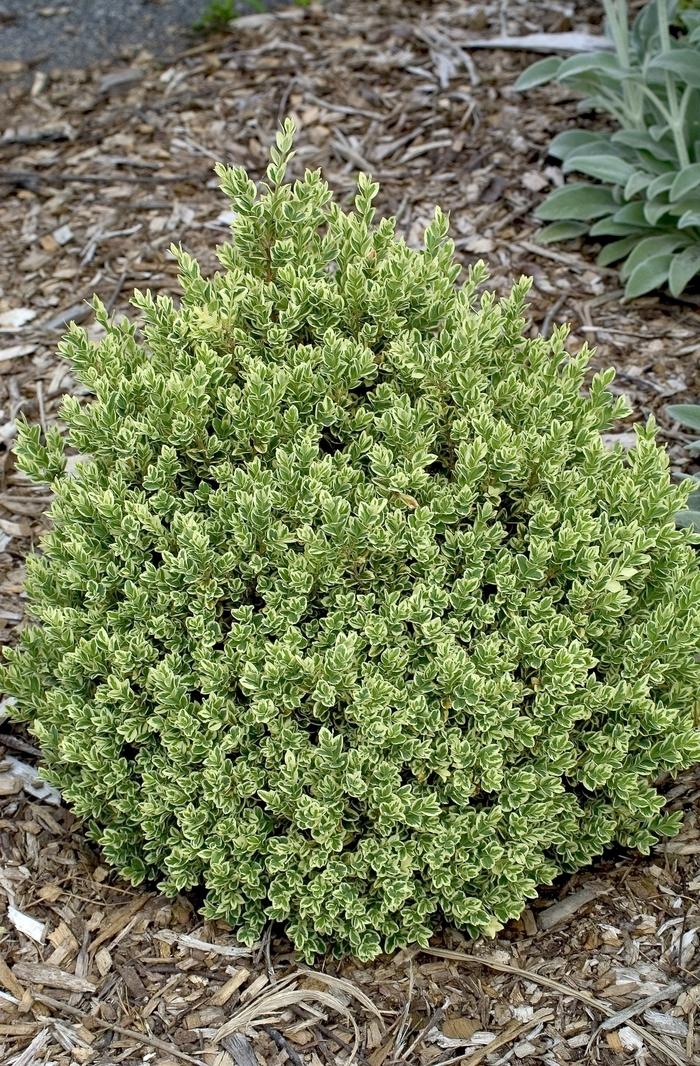 Buxus Variegata Topiary Standard Topiary - View 31 from www redcrocus com