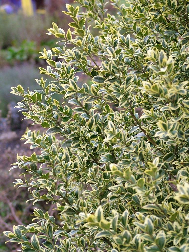 Buxus Variegata Topiary Standard Topiary - View 37 from www redcrocus com