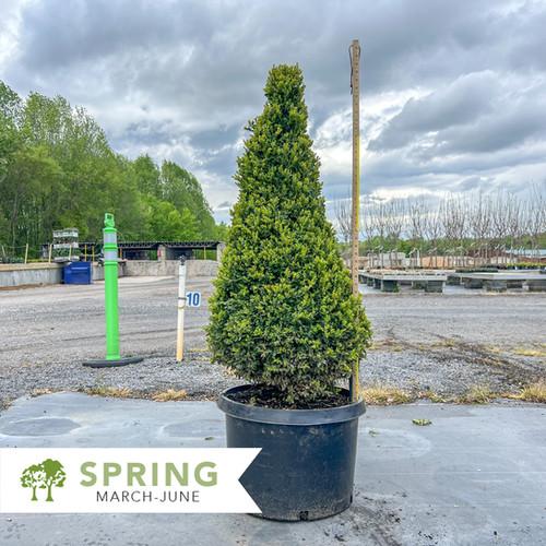 Buxus Green Mountain Cone 42 28 Cone Shape - View 13 from www redcrocus com
