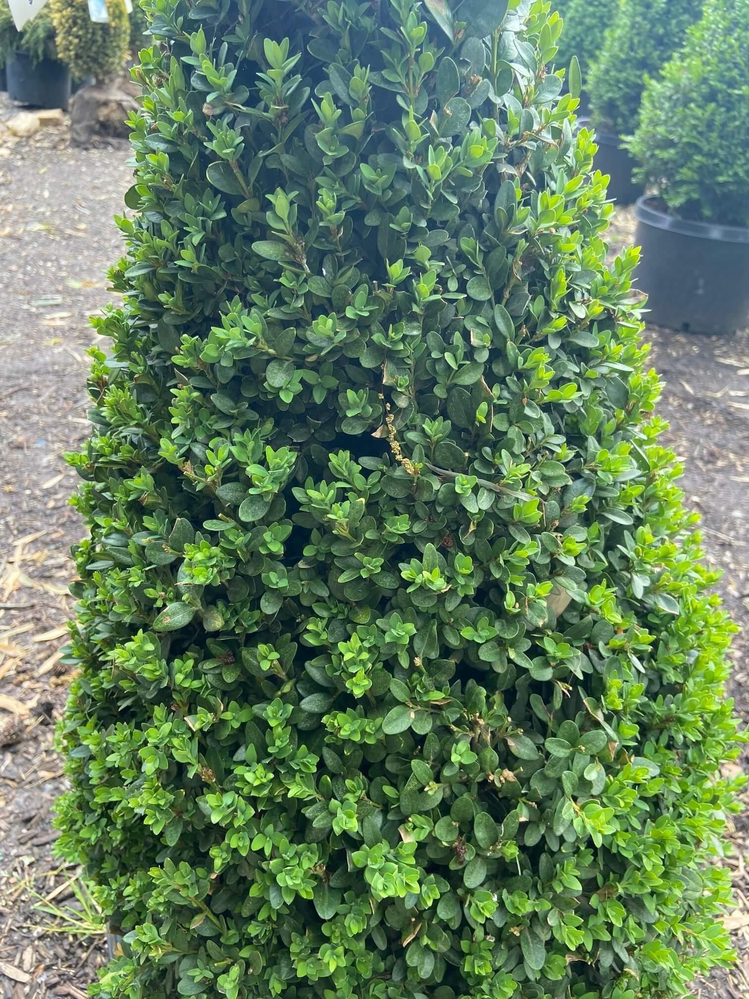 Buxus Green Mountain Cone 42 28 Cone Shape - View 14 from www redcrocus com